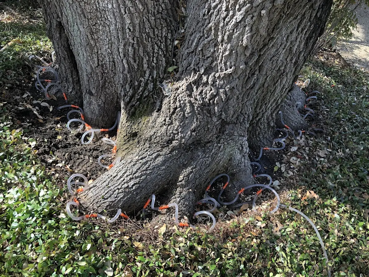 Detailed Tree Cabling and Bracing job site in Union Dale